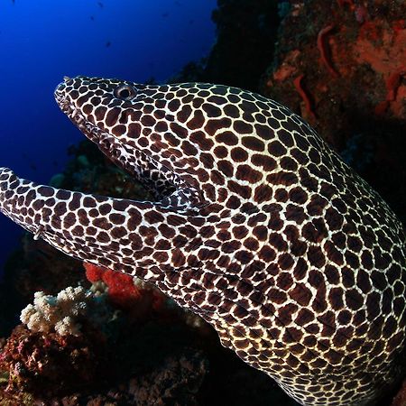Benthos Bali Dive Resort Candidasa Exteriér fotografie