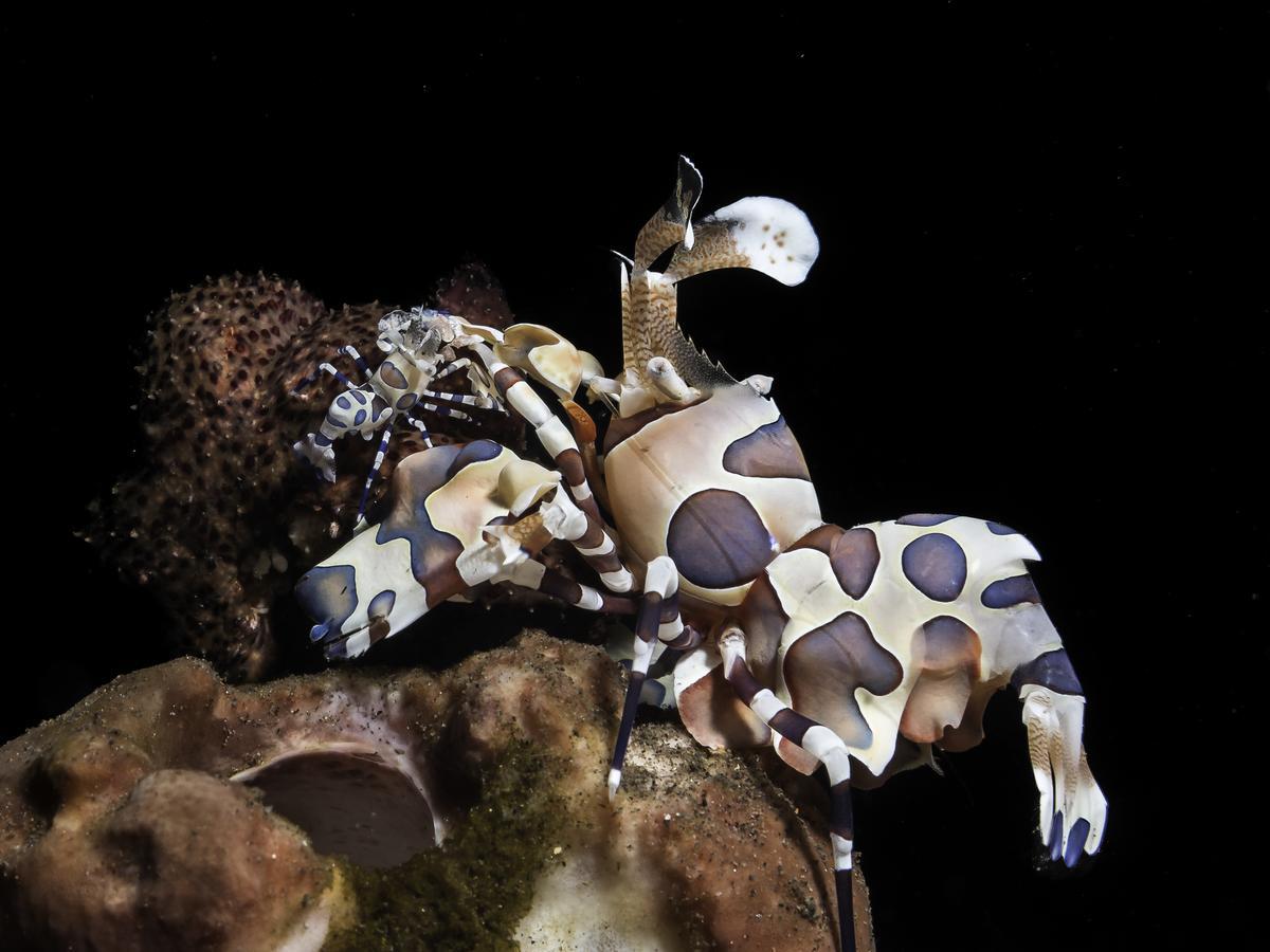Benthos Bali Dive Resort Candidasa Exteriér fotografie