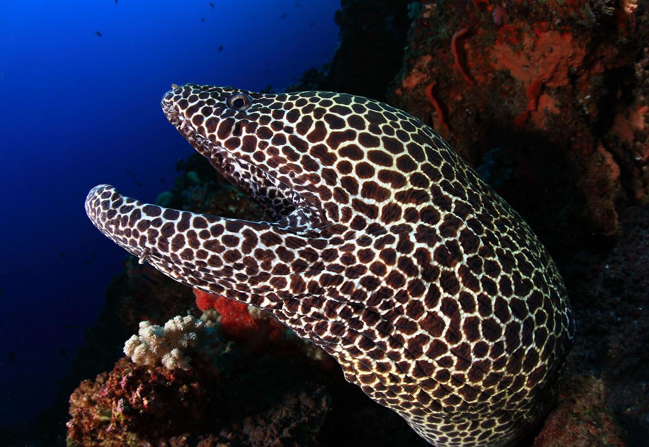 Benthos Bali Dive Resort Candidasa Exteriér fotografie